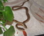 Garter Snake in House: What to Do Guide