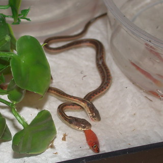 Garter Snake in House: What to Do Guide