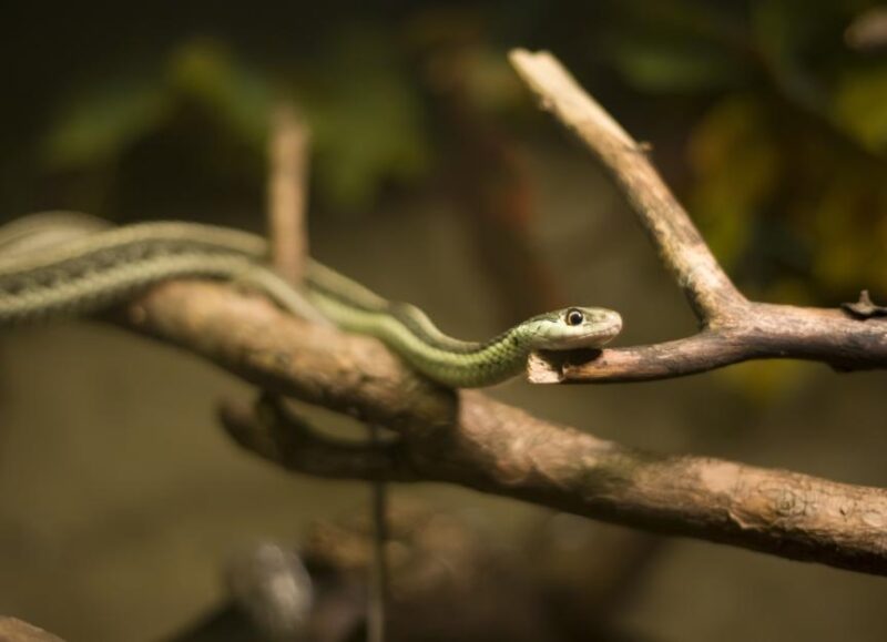 Garter Snake Life Expectancy: Lifespan Guide