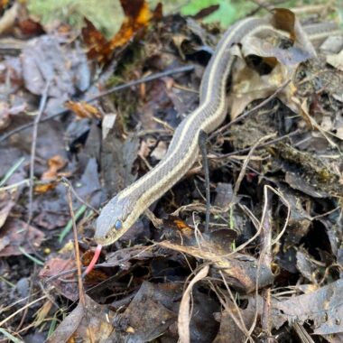 Garter Snake Predators: Natural Threats Guide