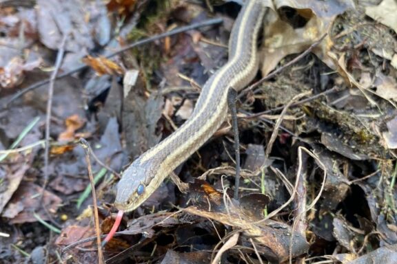 Garter Snake Predators: Natural Threats Guide