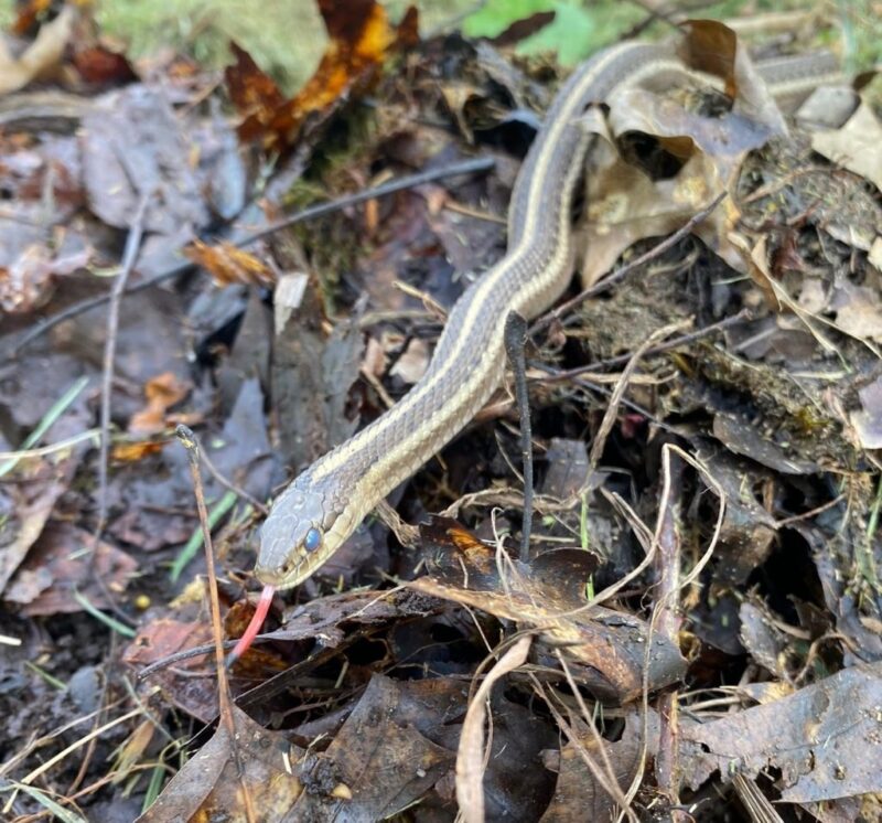 Garter Snake Predators: Natural Threats Guide