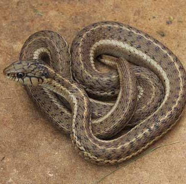 Garter Snake Types: Species Guide