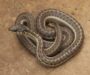 Garter Snake Types: Species Guide