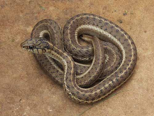 Garter Snake Types: Species Guide