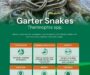 Garter Snake Venom: Facts and Myths Explained