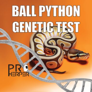 Genetic Testing in Ball Pythons: What to Know