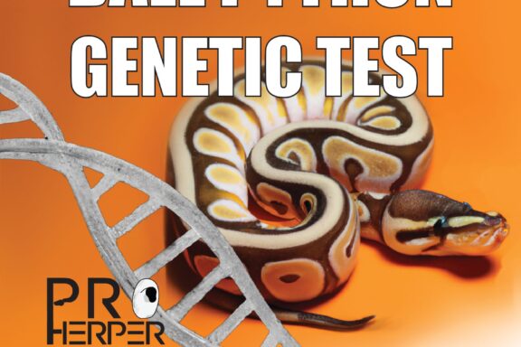 Genetic Testing in Ball Pythons: What to Know