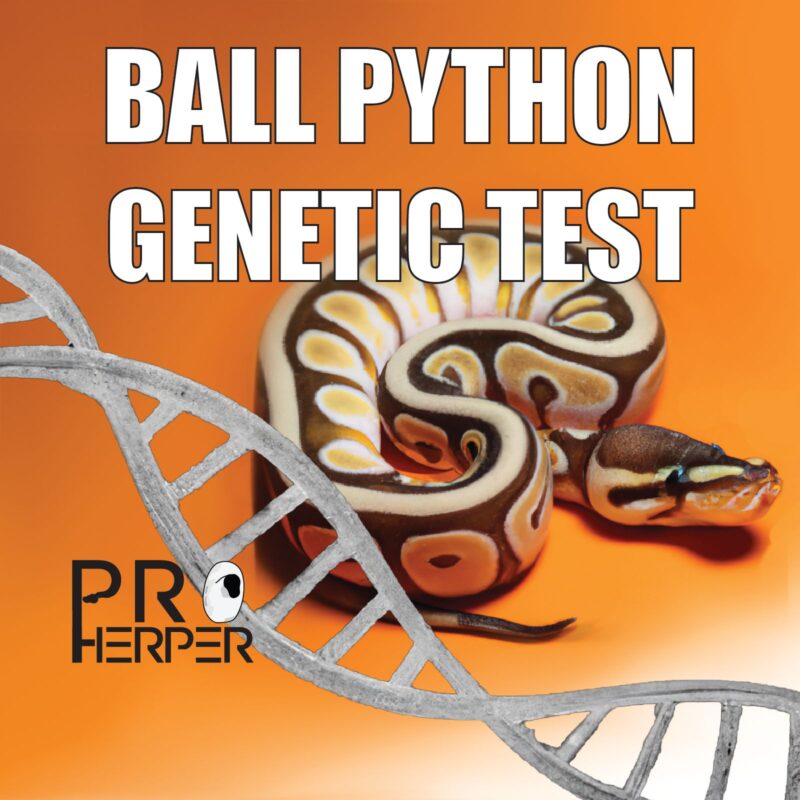 Genetic Testing in Ball Pythons: What to Know