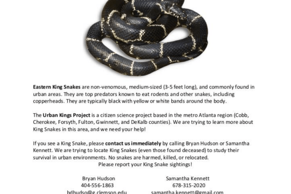 Georgia King Snake: Natural Habitat & Behavior