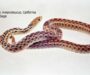 Georgia Pine Snake: Essential Guide to Local Species