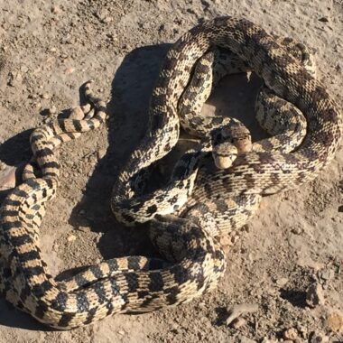 Gopher Snake Breeding Guide: Essential Steps