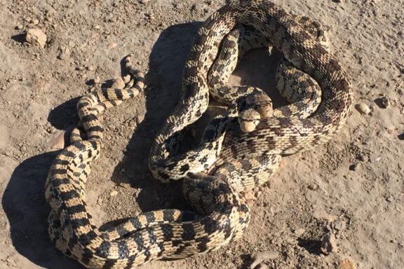 Gopher Snake Breeding Guide: Essential Steps