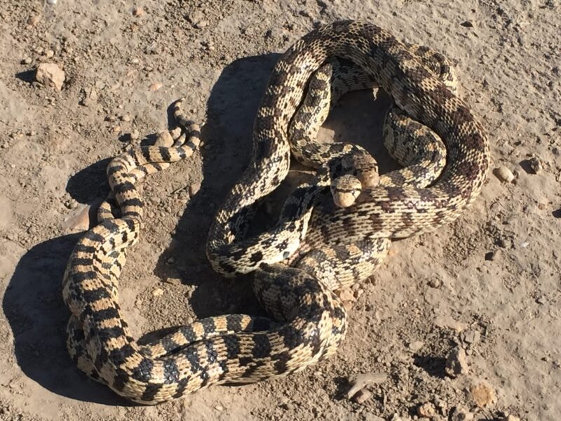 Gopher Snake Breeding Guide: Essential Steps