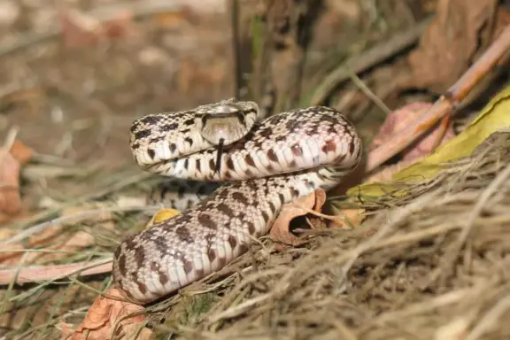 Gopher Snake Care: Essential Husbandry Guide