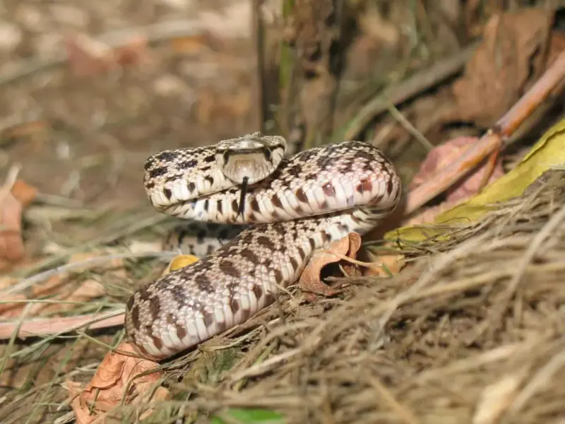 Gopher Snake Care: Essential Husbandry Guide