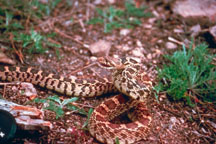 Gopher Snake Conservation: Environmental Impact