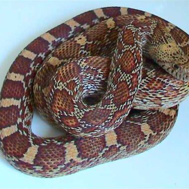 Gopher Snake Diet: Complete Feeding Guide