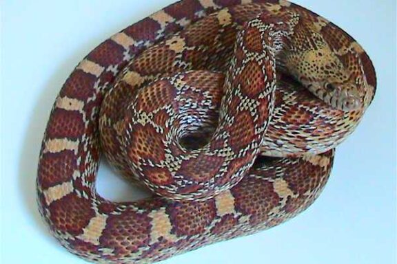 Gopher Snake Diet: Complete Feeding Guide