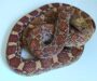 Gopher Snake Diet: Complete Feeding Guide