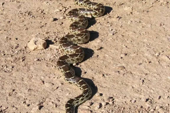 Gopher Snake Diet: Feeding Guide