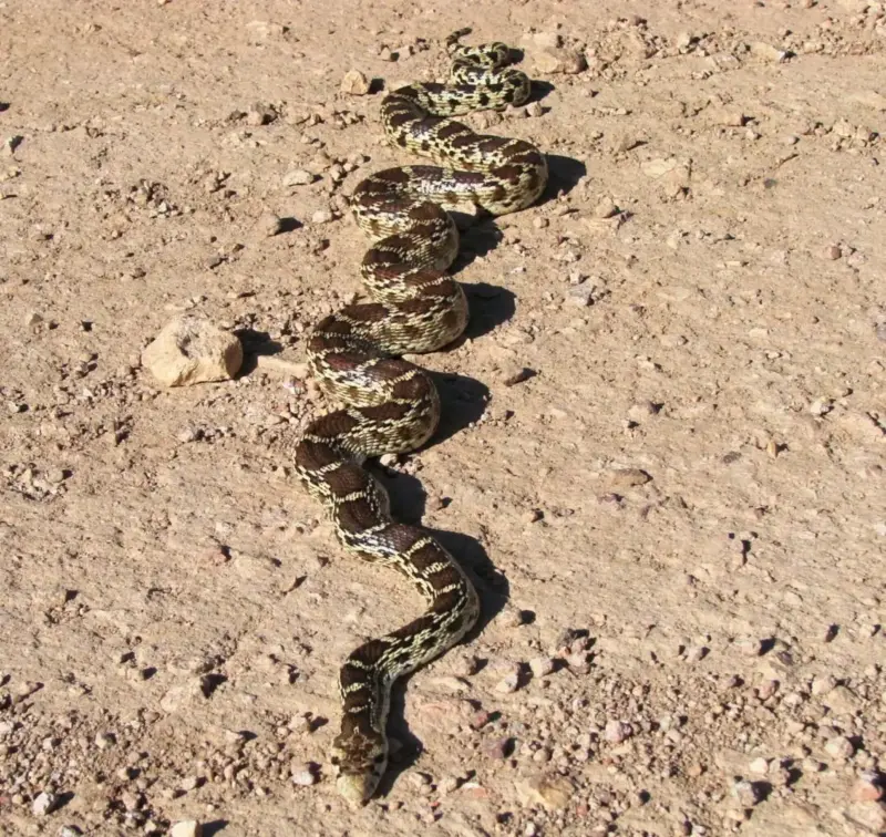 Gopher Snake Diet: Feeding Guide