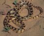 Gopher Snake Eggs: Breeding and Incubation Guide