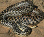 Gopher Snake Facts: Essential Species Information