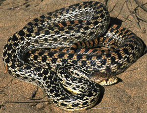 Gopher Snake Facts: Essential Species Information