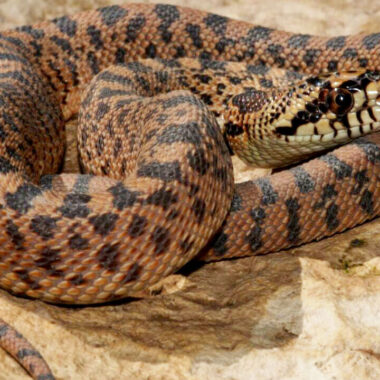 Gopher Snake Habitat: Environmental Guide