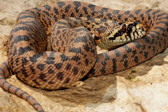 Gopher Snake Habitat: Environmental Guide