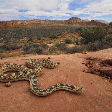 Gopher Snake Habitat: Natural Environment Guide