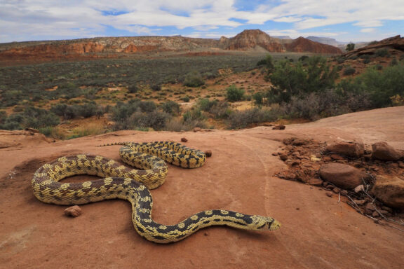 Gopher Snake Habitat: Natural Environment Guide