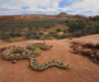 Gopher Snake Habitat: Natural Environment Guide