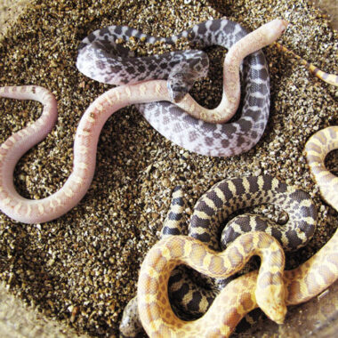 Gopher Snake Lifecycle: Development Stages