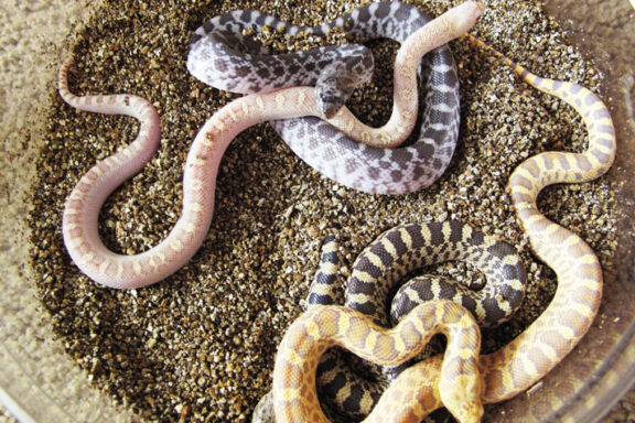 Gopher Snake Lifecycle: Development Stages