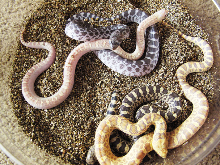 Gopher Snake Lifecycle: Development Stages