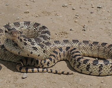 Gopher Snake Lifespan: How Long Do They Live?