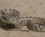 Gopher Snake Lifespan: How Long Do They Live?