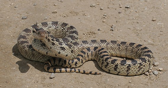 Gopher Snake Lifespan: How Long Do They Live?