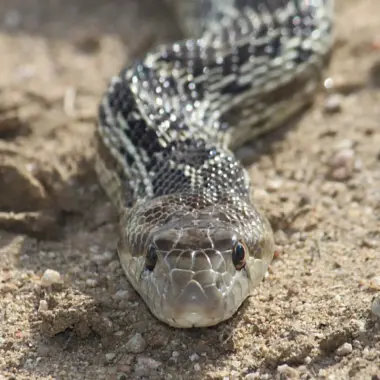 Gopher Snake Lifespan: Wild vs Captive Guide