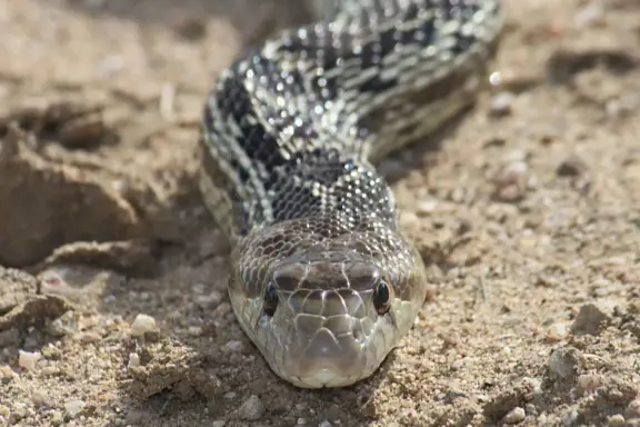 Gopher Snake Lifespan: Wild vs Captive Guide