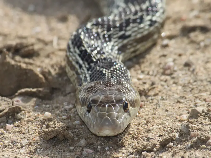 Gopher Snake Lifespan: Wild vs Captive Guide