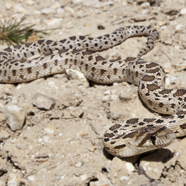 Gopher Snake Oregon: Pacific Northwest Species Guide