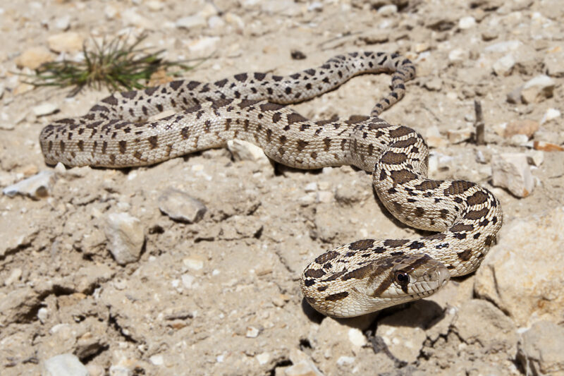 Gopher Snake Oregon: Pacific Northwest Species Guide