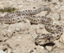 Gopher Snake Oregon: Pacific Northwest Species Guide