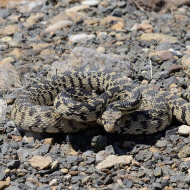 Gopher Snake Reproductive Cycle: Breeding Timeline