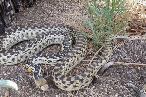 Gopher Snake Sightings in Oregon: Distribution Map