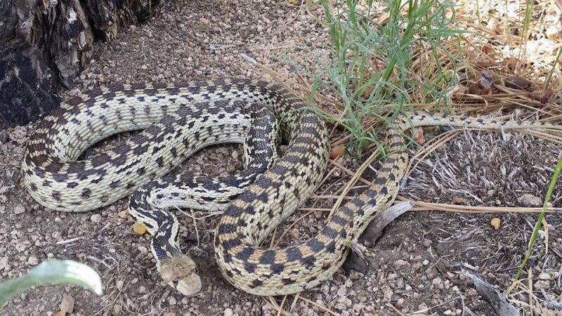 Gopher Snake Sightings in Oregon: Distribution Map