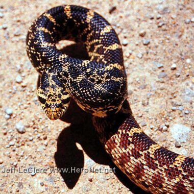 Gopher Snake Size Chart: Growth Patterns